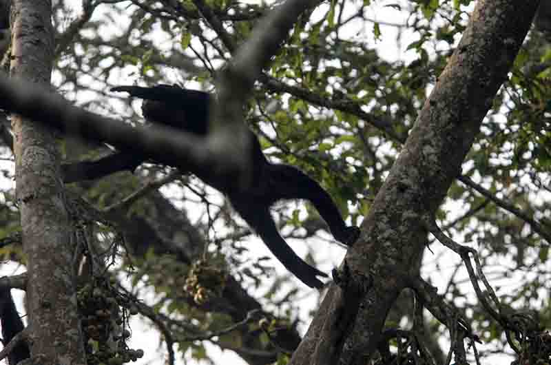 22 - Chimpance saltando - parque nacional de Nyungwe - Ruanda